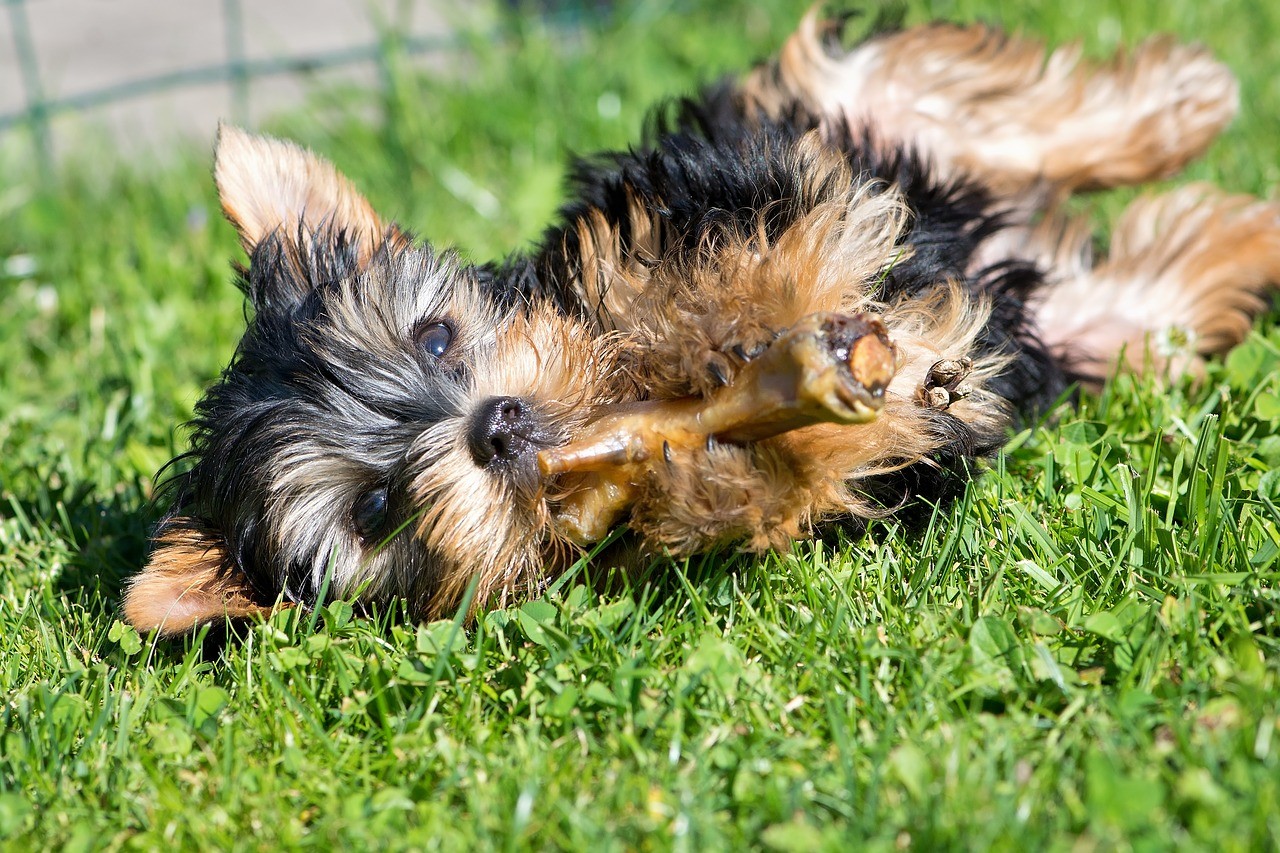 Yorkshire Terrier mit einem Knochen als Sinnbild für Teilbarf