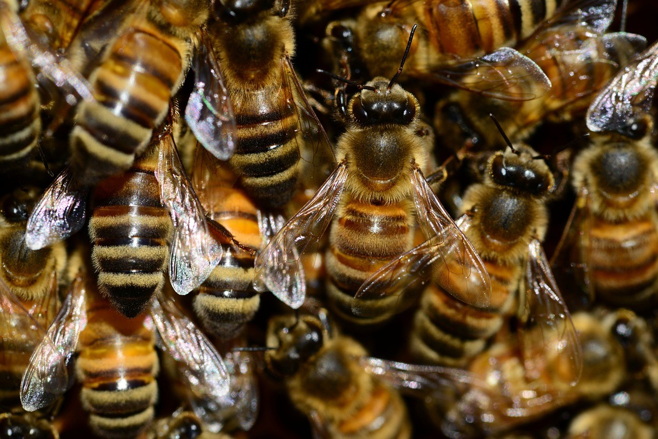 Imkerei- / Bienenprodukte