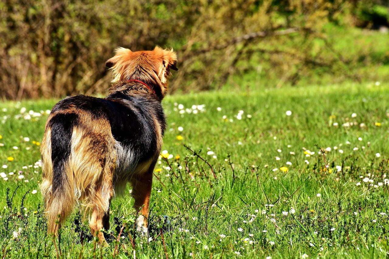ein Hund von hinten mit Fokus auf die Hüfte