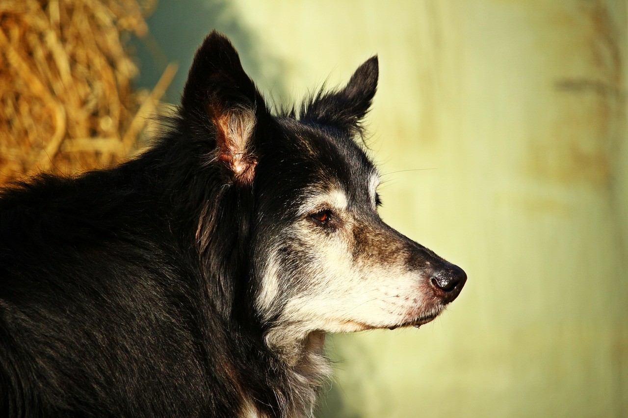 ein älterer Hund als Sinnbild für die Alterserscheinung Arthrose