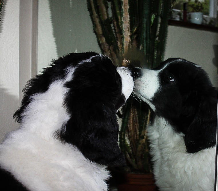 Können sich Hunde im Spiegel sehen?