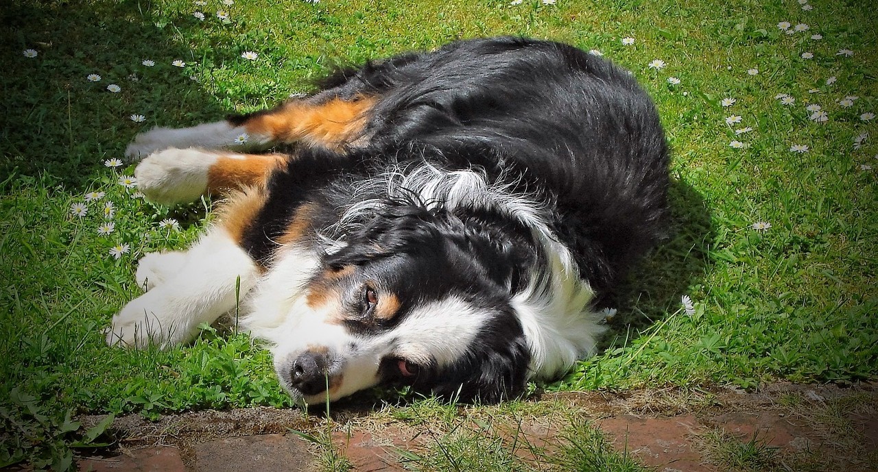 ein Hund liegt müde in der Sonne
