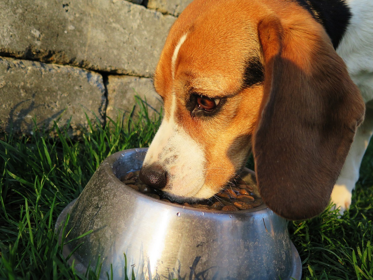 Ein Hund beim Fressen als Sinnbild für die Verdauung