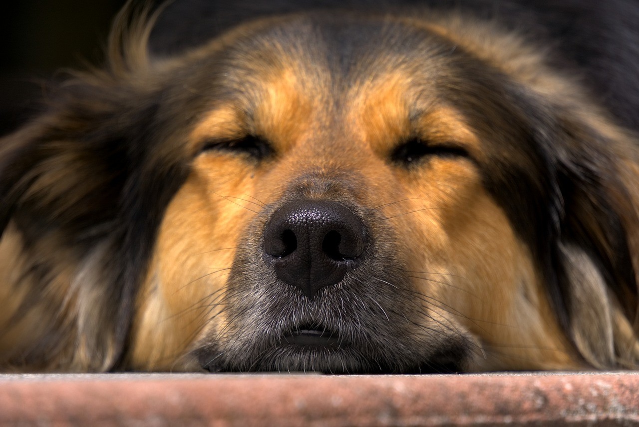 ein müder Hund als Sinnbild für die Schilddrüsenunterfunktion