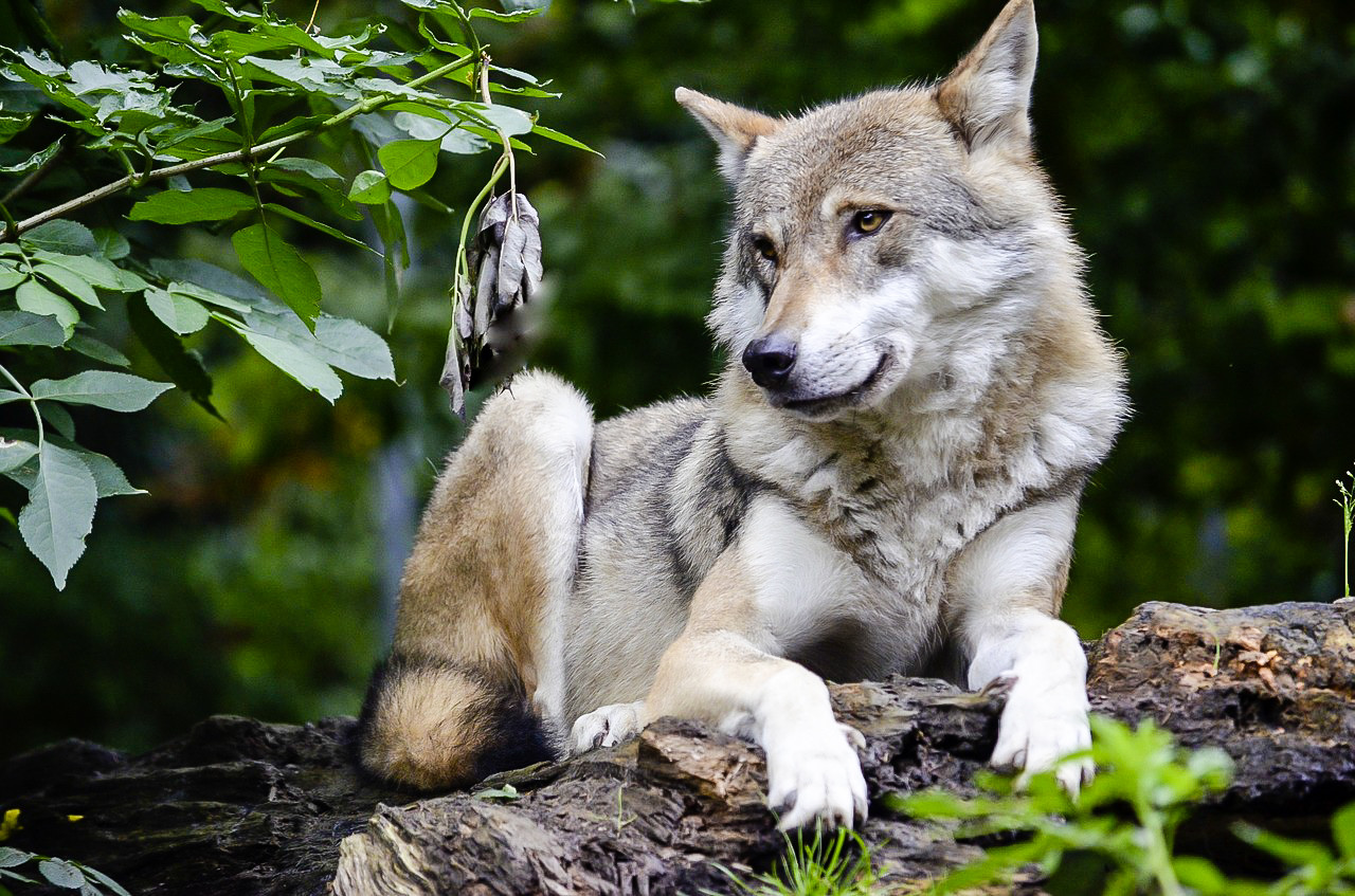 ein Wolf als Sinnbild für den karnivoren Ursprung des Hundes