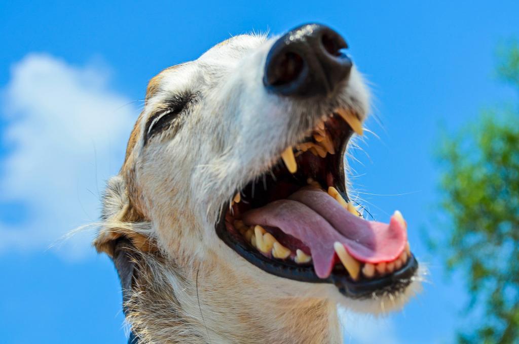 Vitaler Hund Gesundheit ein weites Feld, auch bei Hunden