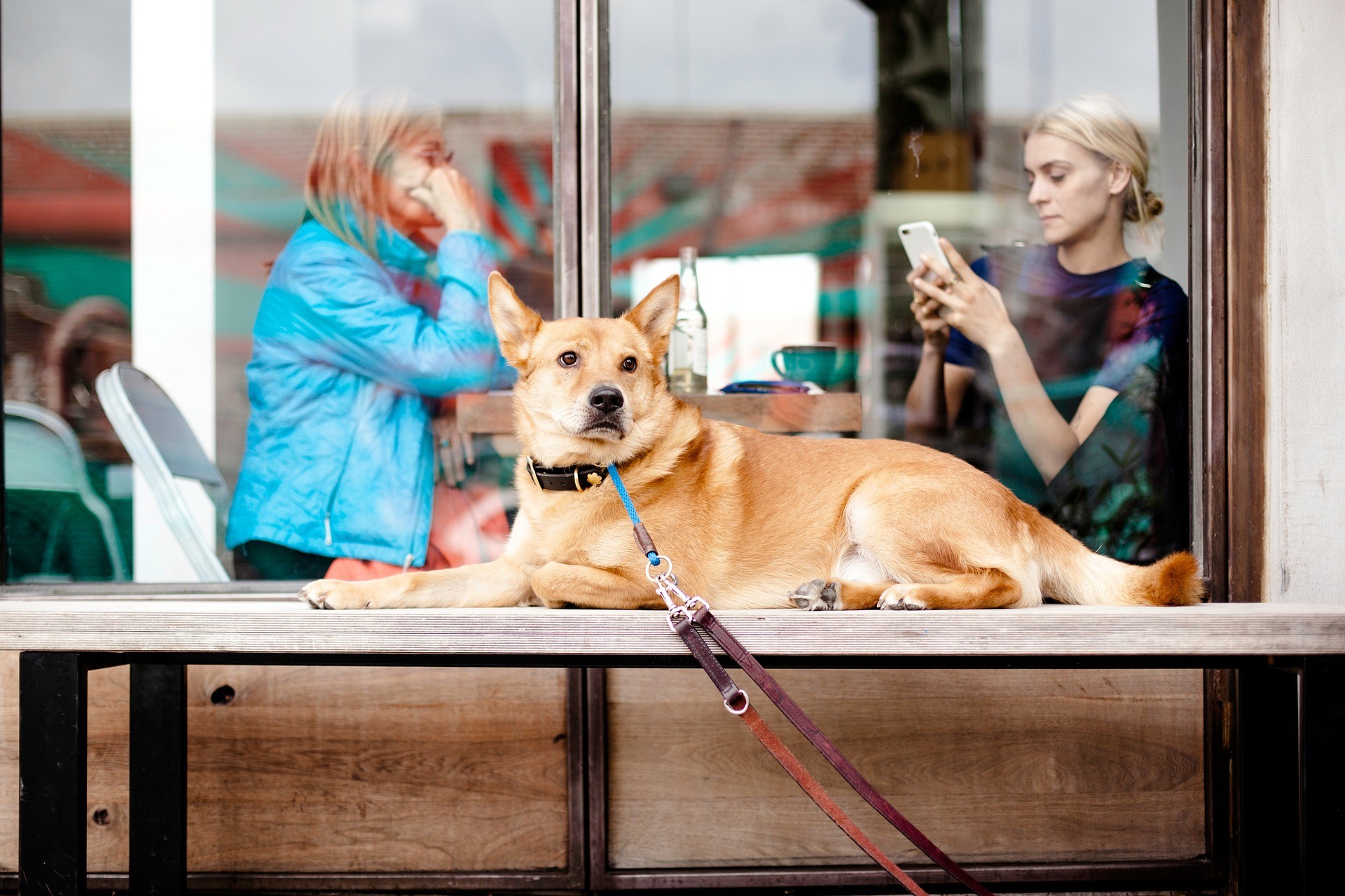 Schadet unsere Zeit am Smartphone der Beziehung zu unseren Hunden?