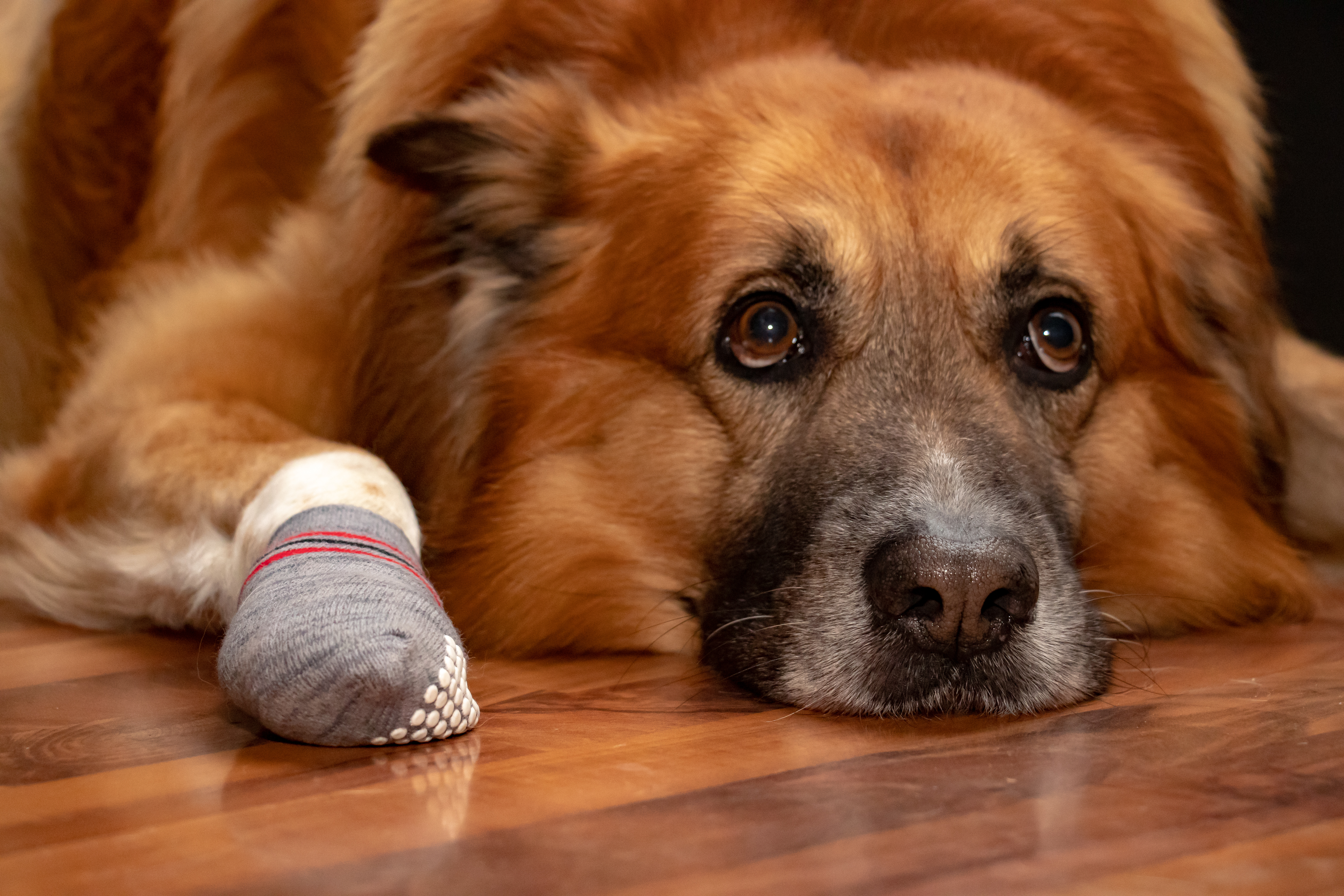 Erfahrungsbericht: Hundesocken mit Anti-Rutsch-Noppen