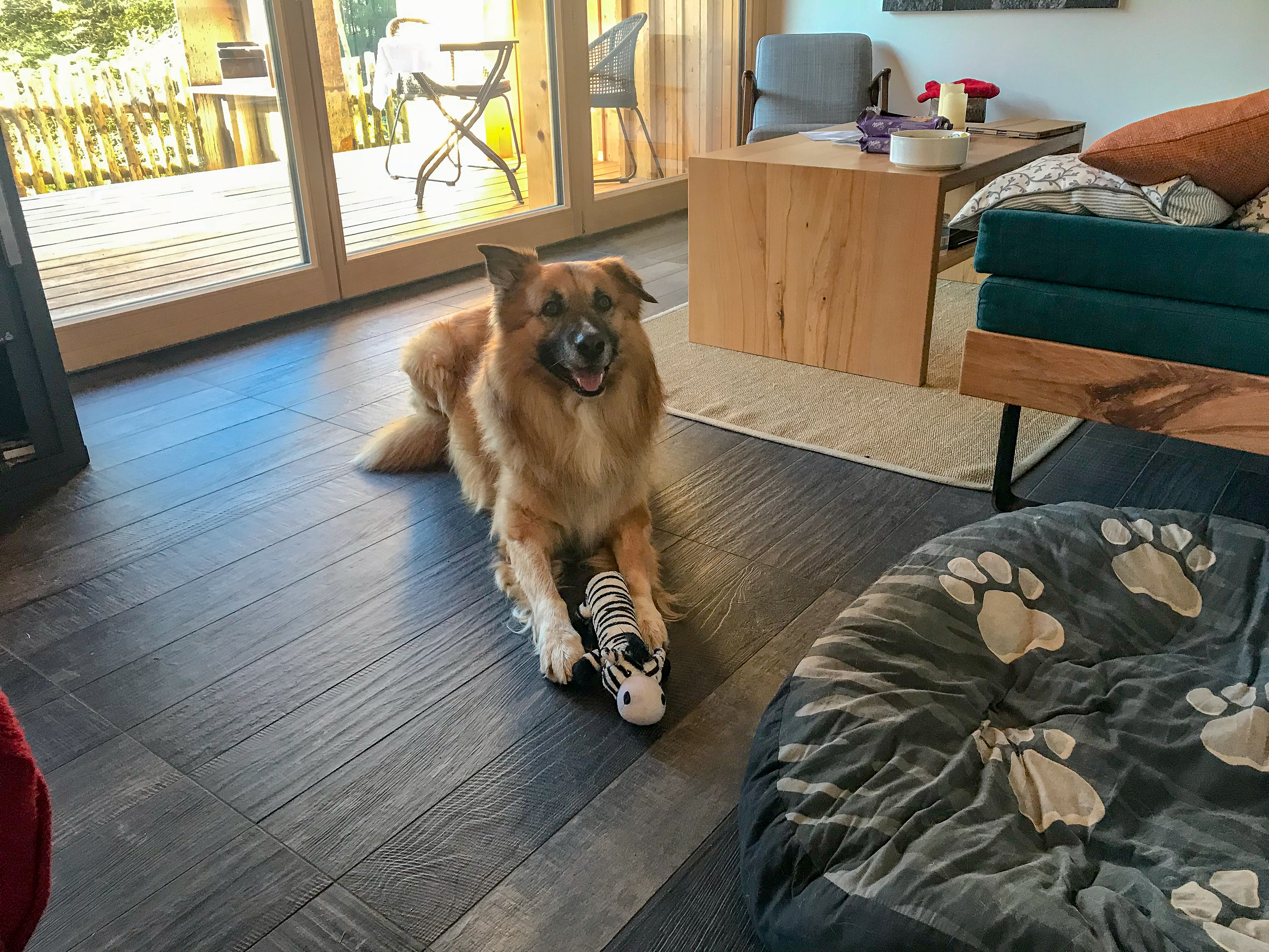 Mein Hund mit seinem Spielzeug in einer Ferienhütte